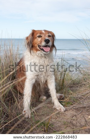 red collie type dog siting on top of a sand hill above a surf beach