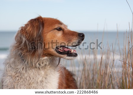 red collie type dog siting on top of a sand hill above a surf beach