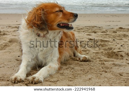 red collie type dog lying on a sandy beach