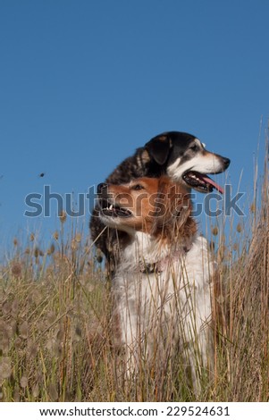 red haired collie type farm dog snapping at flies in a grassy field with a black and tan dog behind her