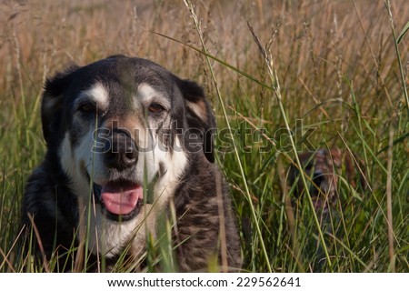 New Zealand Huntaway sheep dog lying down in a field of long grass with a collie dog in the background hidden by long grass