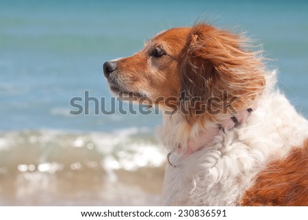 portrait of a red haired collie type dog at a beach