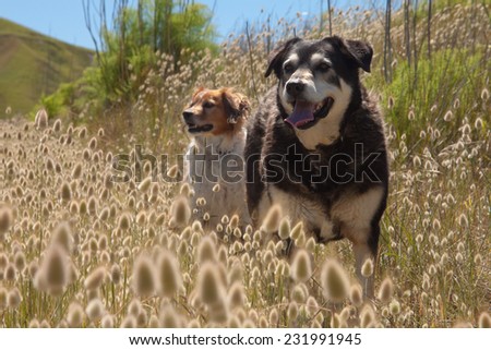 two dogs standing on a track among flowering Lagurus Ovatus bunnies tails or hares tails ornamental grasses beach scene New Zealand