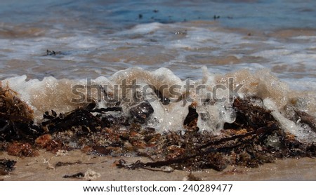 sea water rushing over a piece of beached seaweed