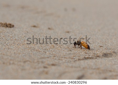 honey bee washed up and staggering along sandy white beach