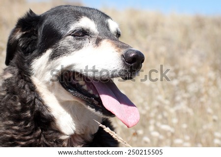 portrait of happy old dog in dune grasses at the beach in summer