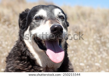 portrait of happy old dog in dune grasses at the beach in summer