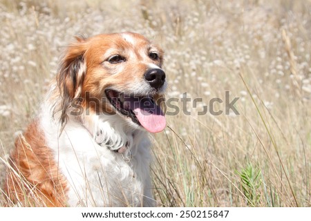 portrait of happy red haired collie type dog sitting among dune grasses at a beach