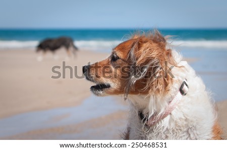 red haired dog shot in full sun at a beach with tidal stream and waves in background