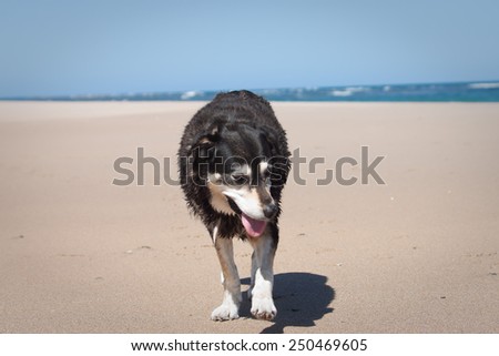 happy old sheep dog walking on a beach