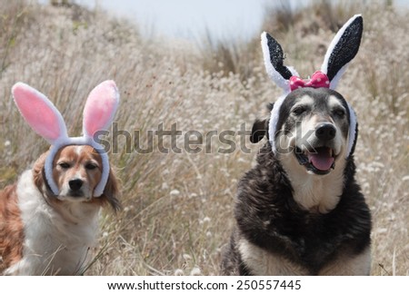 dog dressed up in easter bunny ears