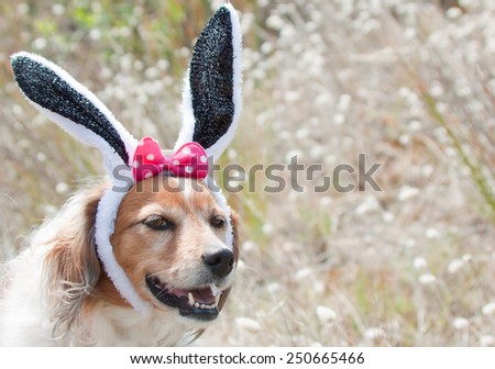 pet dog dressed up as Easter bunny on an easter egg hunt