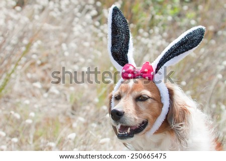pet dog dressed up as Easter bunny on an easter egg hunt