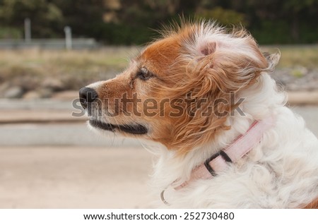 portrait of a red haired collie type dog at a coastal lagoon