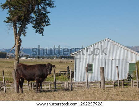 cattle beast in coastal rural farm land, New Zealand