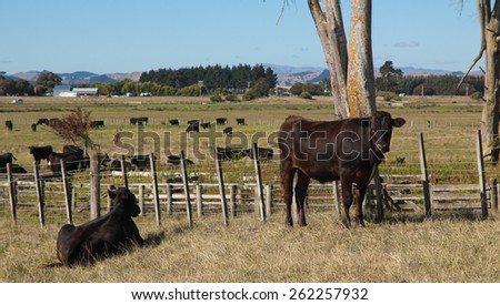 cattle beast in coastal rural farm land, New Zealand