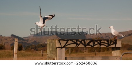 seagulls on a graffiti tagged fence in the countryside