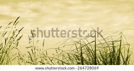 artistic interpretation of long grass blowing in wind against a sky with interesting cloud formations - warm tones