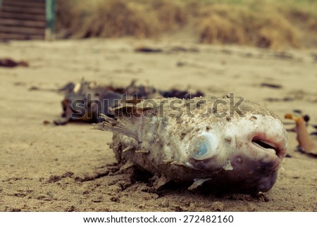 puffer fish aka toad fish washed up on a beach