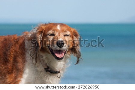 portrait head of a red collie type dog