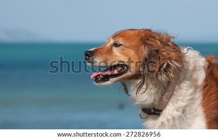 portrait head of a red collie type dog