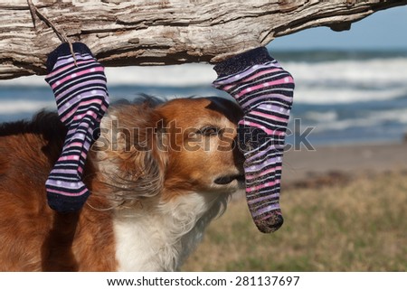 dog with wet sand clothing hanging out to dry on a driftwood log at a beach in New Zealand