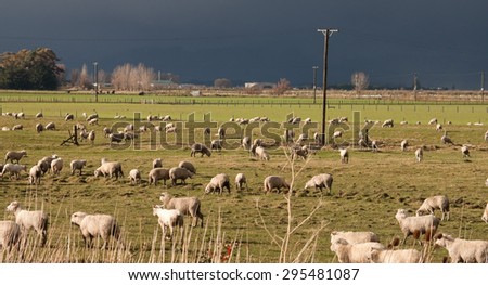 flock of shorn sheep in farm paddock against blackened winter sky, Gisborne, New Zealand