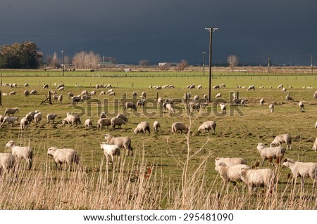 flock of shorn sheep in farm paddock against blackened winter sky, Gisborne, New Zealand