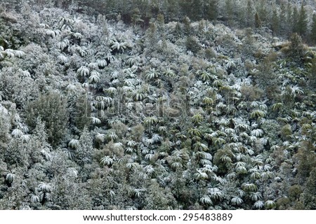 unusual cold weather event resulting in snow covered trees on a hill in the Wharerata Ranges near Gisborne, East Coast, New Zealand