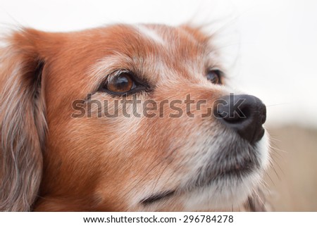 close up of collie type dog\'s face chin raised realistic color