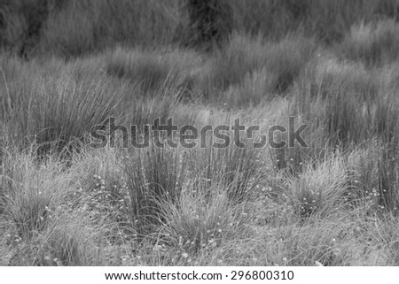 textural field of beach sand dune grasses in monochrome black and white gray scale