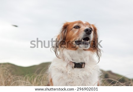 head and shoulders of red haired collie type dog with green pastoral farming hillside in background against a blank sky,East Coast, New Zealand