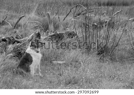 monochromatic gray scale image of long haired collie type dog sitting alert in a beachside meadow of dune grasses and driftwood, Gisborne, East Coast, New Zealand