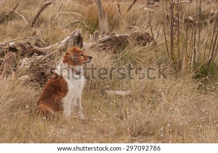 red haired collie type dog sitting staring alert into a meadow of beach dune grasses and driftwood