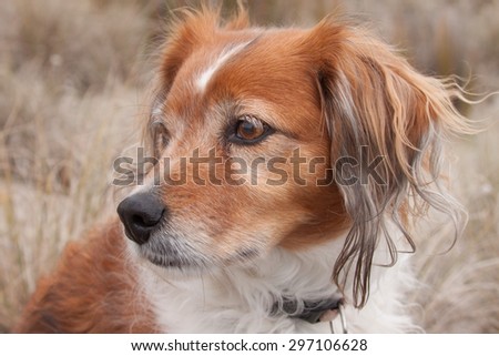 color head and shoulders of red long haired collie dog alone in an overcast landscape