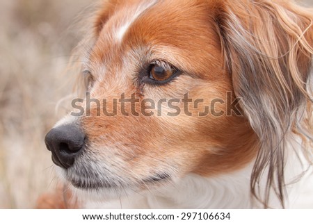 head and shoulders of red long haired collie dog alone in an overcast landscape