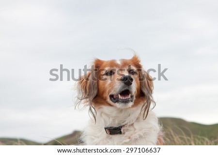 head and shoulders of red long haired collie dog alone in an overcast landscape with  hills in background