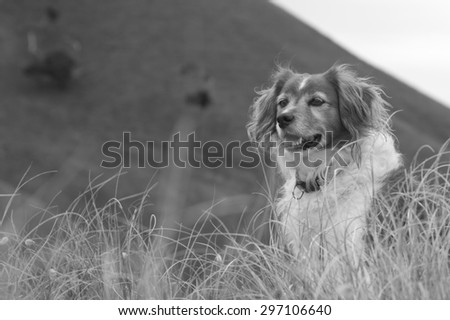 black and white head and shoulders of red long haired collie dog alone in an overcast landscape with long grass and hills in background