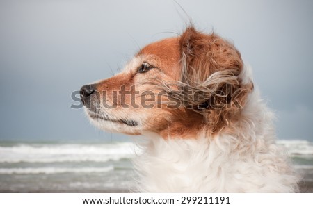 landscape format portrait of red haired fluffy collie type dog with ears blowing in sea breeze at a beach in Gisborne, East Coast, North Island, New Zealand
