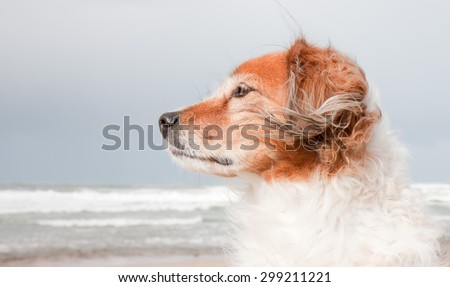 landscape format composition portrait of red haired fluffy collie type dog with ears blowing in sea breeze at a beach in Gisborne, East Coast, North Island, New Zealand