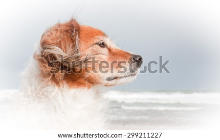 oval vignette composition portrait of red haired fluffy collie type dog with ears blowing in sea breeze at a beach in Gisborne, East Coast, North Island, New Zealand
