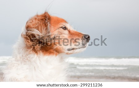 landscape composition portrait of red haired fluffy collie type dog with ears blowing in sea breeze at a beach in Gisborne, East Coast, North Island, New Zealand