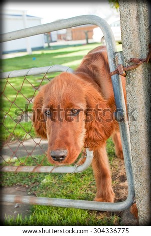 Pet Irish setter dog looking over or through a  suburban fence