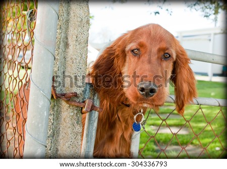 Pet Irish setter dog looking over or through a  suburban fence