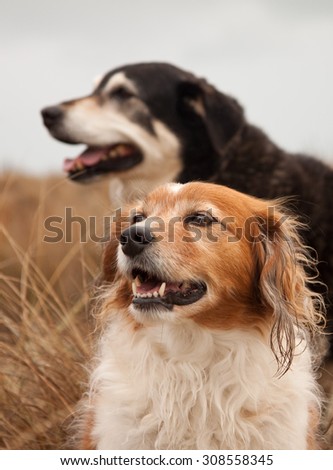 two New Zealand sheep dogs - Huntaway and collie type heading dog