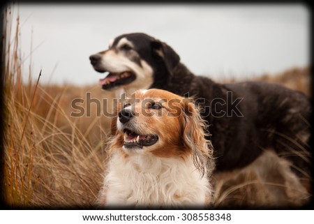 two New Zealand sheep dogs - Huntaway and collie type heading dog