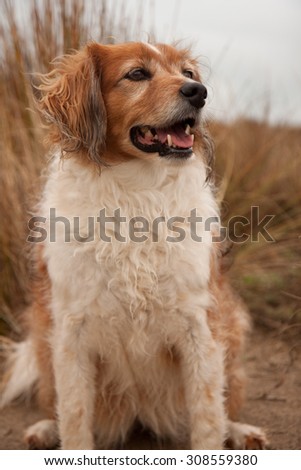 fluffy red and white haired collie type sheep dog