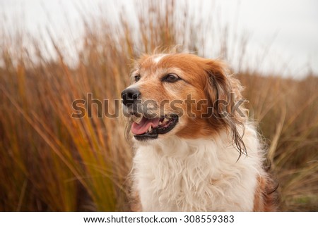 fluffy red and white haired collie type sheep dog