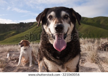 old sheep dog at beach with tongue out smiling