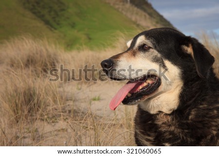portrait in profile view of a happy old sheep dog with tongue out sitting among sand dunes at a beach in New Zealand